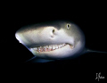   Lemon Sharks have no worry nor fear Tiger Beach. This image was taken during exciting night dive. Face Beach dive  